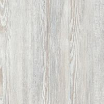 Сосна натті